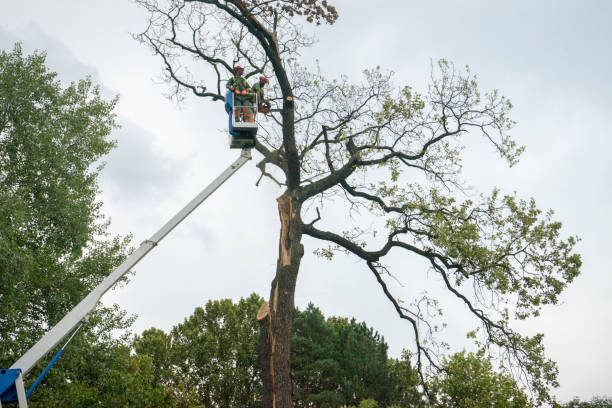 Best Hedge Trimming  in Highlands Ranch, CO