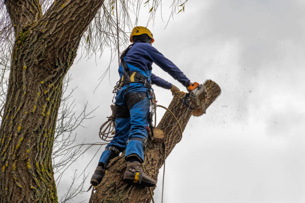 Best Tree Cabling and Bracing  in Highlands Ranch, CO