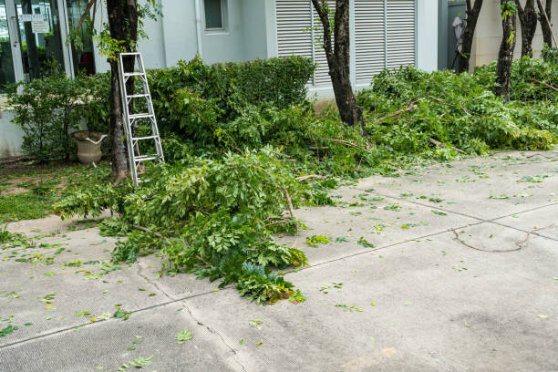 Best Root Management and Removal  in Highlands Ranch, CO