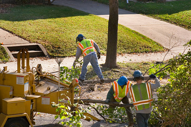 Reliable Highlands Ranch, CO Tree Removal Solutions